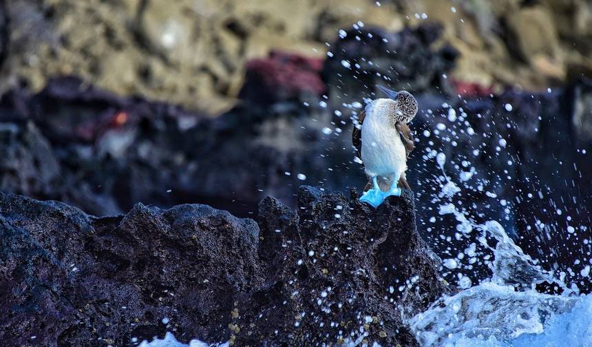 エクアドル：ガラパゴス諸島 大自然の旅 – サンタクルス島＆イサベラ島 - 5日間/4泊 — 1