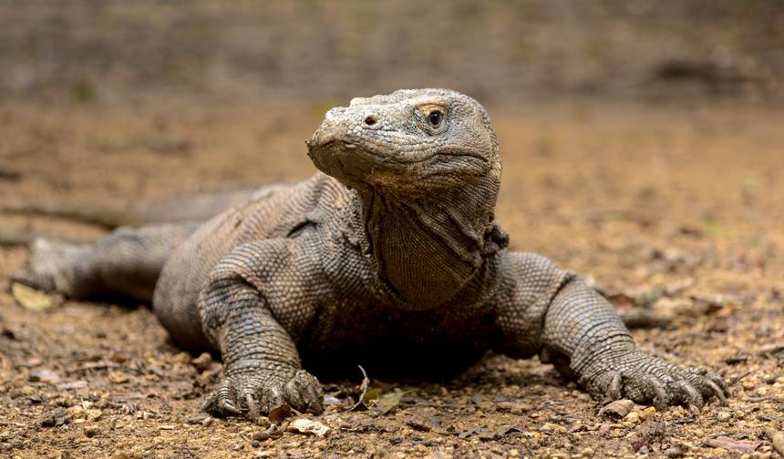 Private: Day Trip Komodo from Labuan Bajo Airport — 1