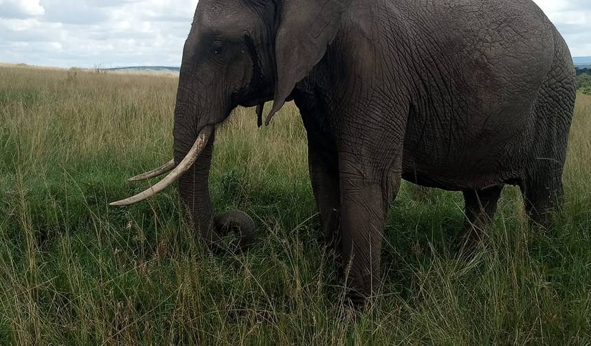 13 DAYS IN MASAI MARA- LAKE NAIVASHA HELL’S GATE - AMBOSELI - TSAVO EAST - DIANI PRIVATE SAFARI — 1