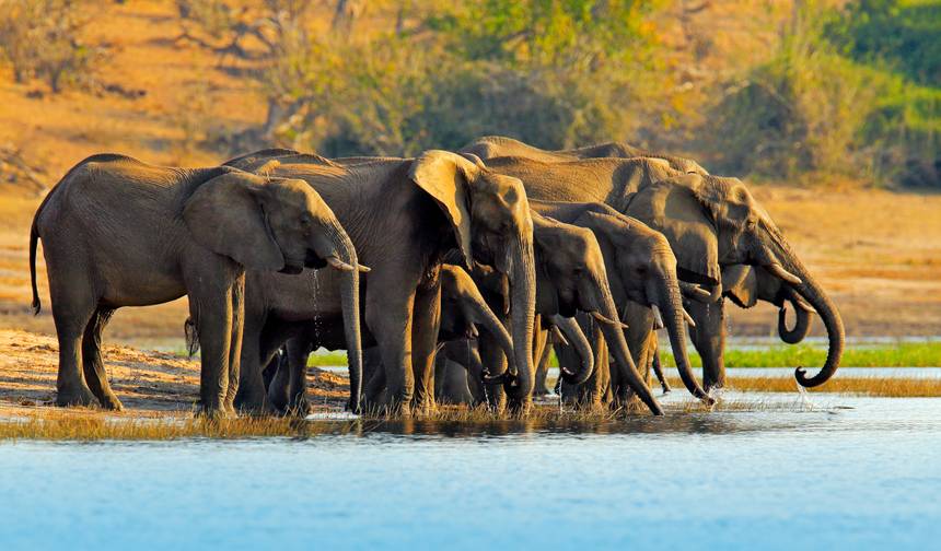 Okavango Experience — 1
