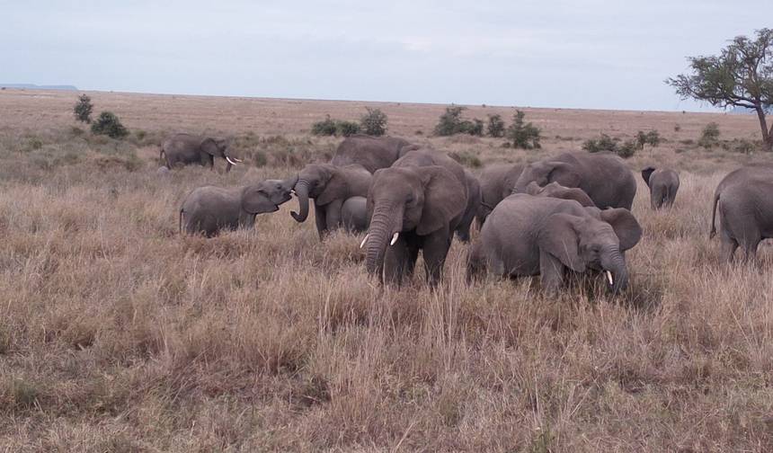 Rodzinne Safari Pełne Zabawy w Serengeti — 1