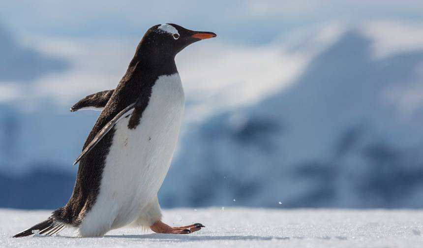 Ilhas Malvinas, Geórgia do Sul e Antártica — 1