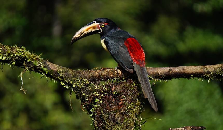 Maravilhas Naturais da Costa Rica — 1