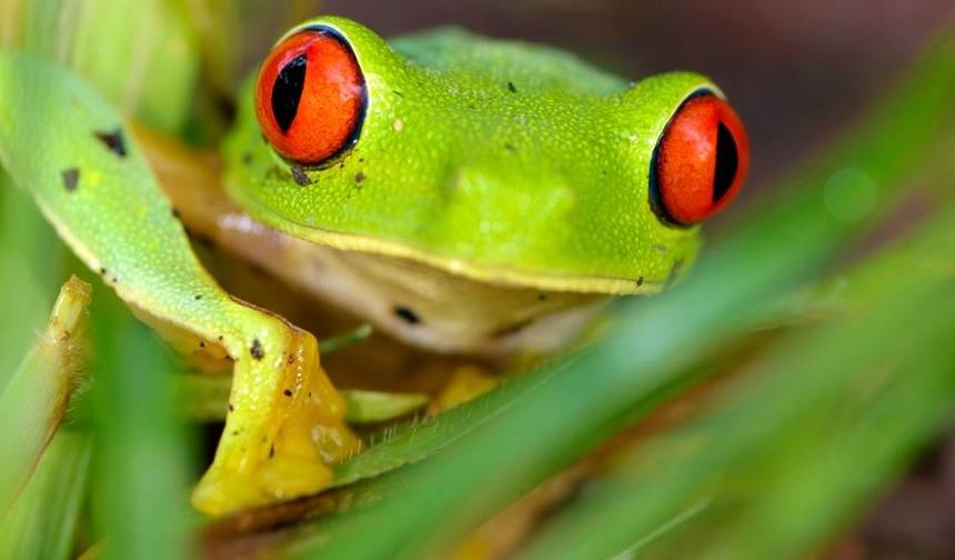 Maravilhas Naturais da Costa Rica — 1
