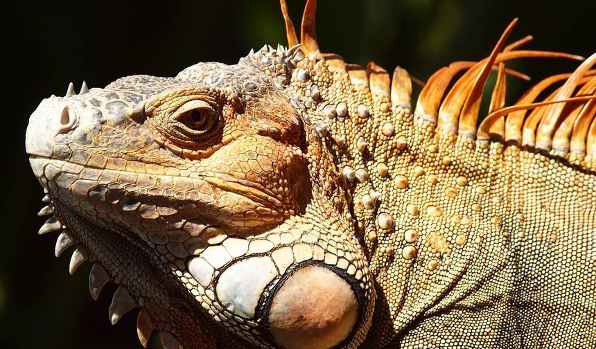 Maravilhas Naturais da Costa Rica com Guanacaste — 1