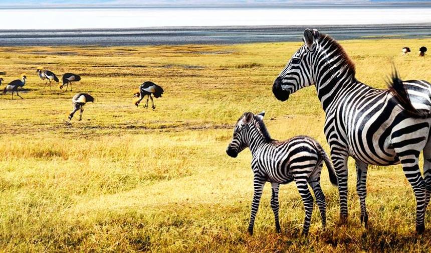 Tanzânia: O Serengeti e Além — 1