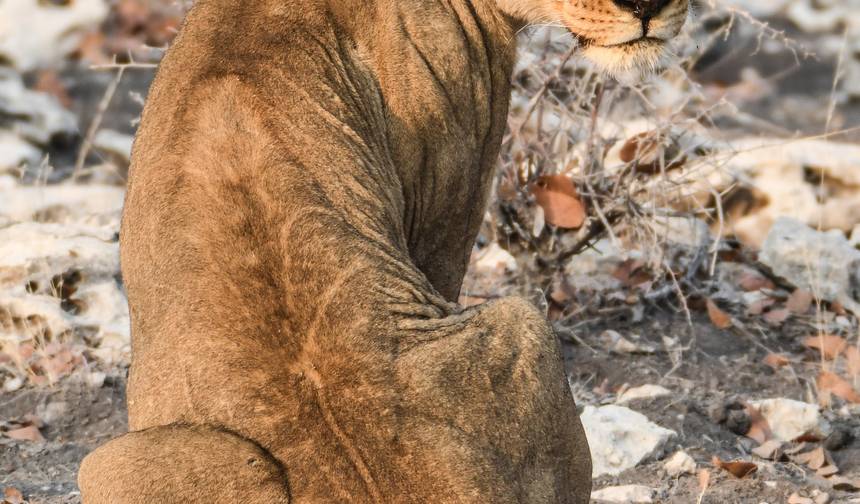 Safari de 6 Dias: Dunas e Vida Selvagem com Alojamento — 1