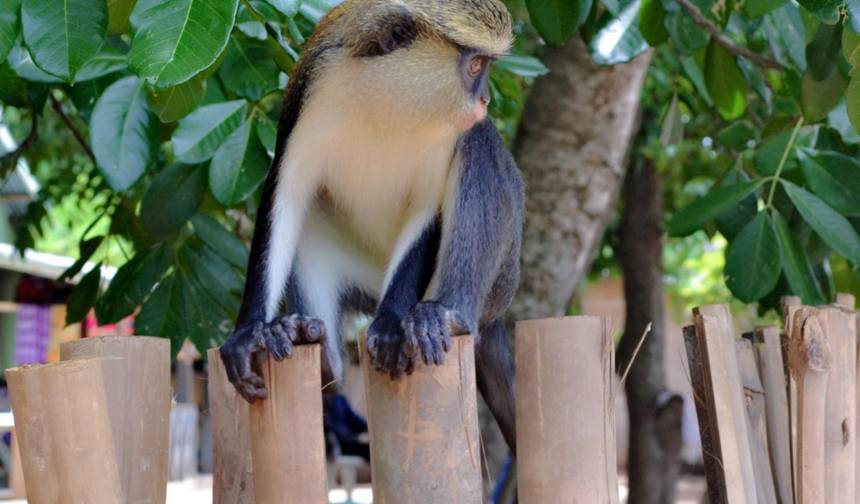 Excursão às Cataratas Wli e ao Santuário de Macacos Tafi Atome — 1