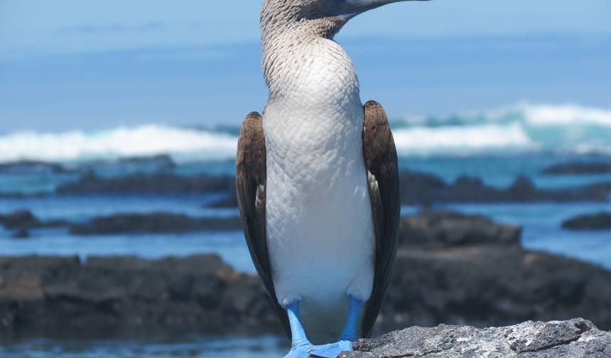 Aventura nas Galápagos: Ilhas do Norte (Grand Daphne) — 1