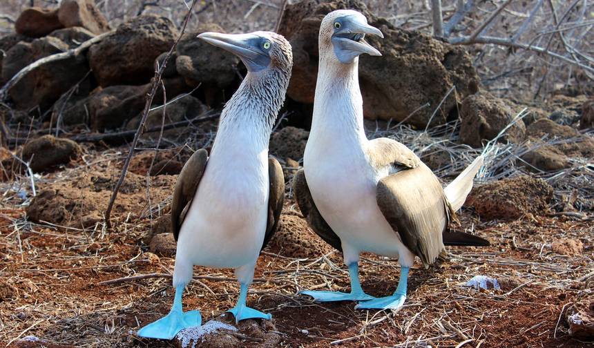 Galápagos Definitivo: Ilhas Centrais (Grand Daphne) — 1