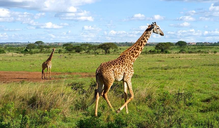 Curto safári no Quênia, com safáris fotográficos no Masai Mara — 1