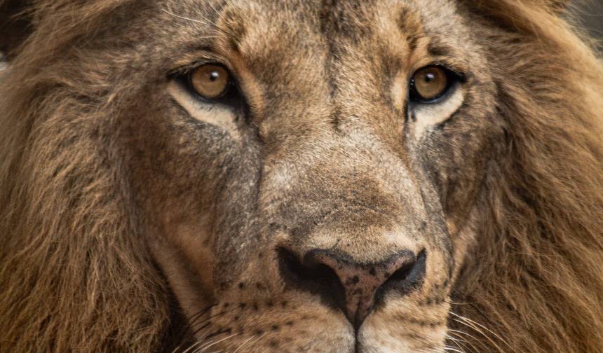 Safari Lagos e Montanhas 10D/9N (Masai Mara, Lago Nakuru e Baringo, Samburu, Amboseli) — 1