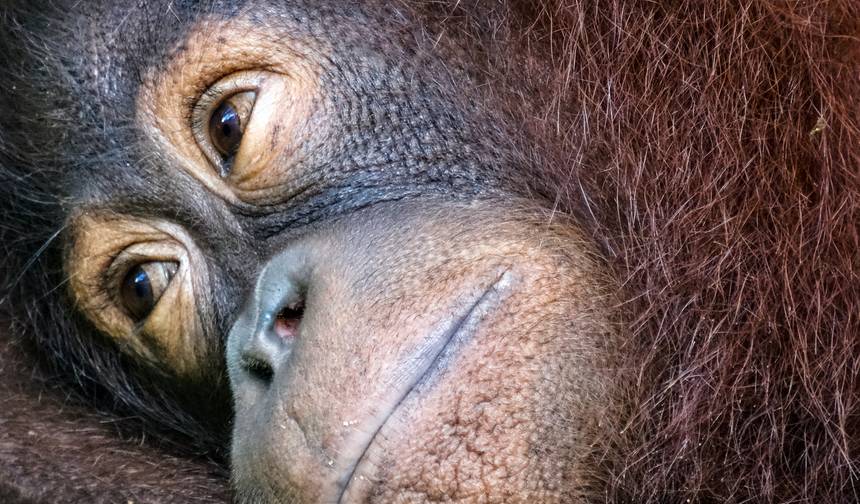 Experiência com Orangotangos em Sandakan 4D/3N — 1