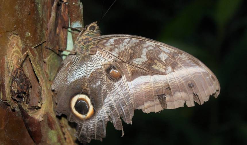 Eco-Lodge Amazônico em Puerto Maldonado 4 Dias/3 Noites (a partir de Puerto Maldonado) — 1