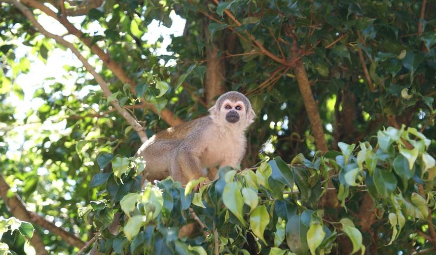 Aventura na Selva Amazônica de Iquitos 3D/2N — 1
