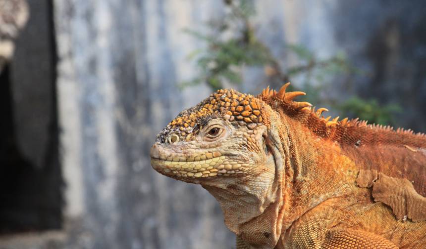 Galapagos Experience — 1