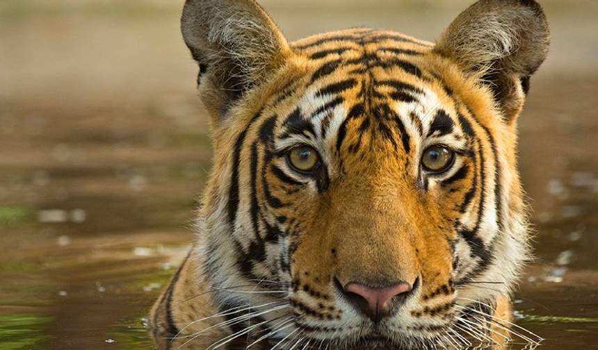 Ícones da Índia: O Taj, Tigres e Além — 1