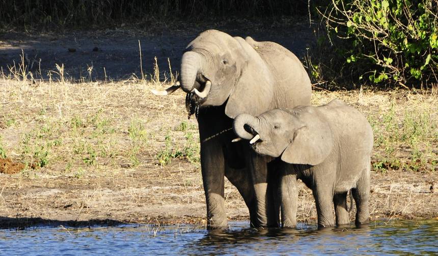 Esplendores da África do Sul e Cataratas Vitória com o Parque Nacional Chobe — 1
