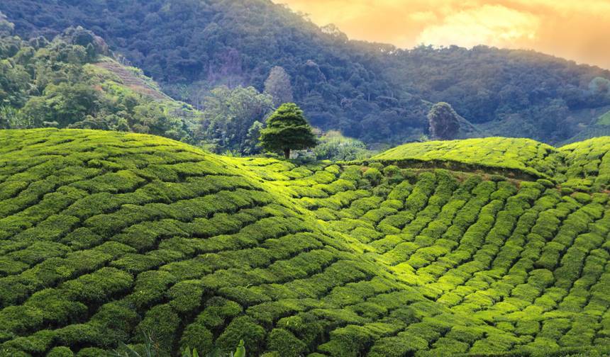 Munnar Plantação de Chá - 4 dias — 1