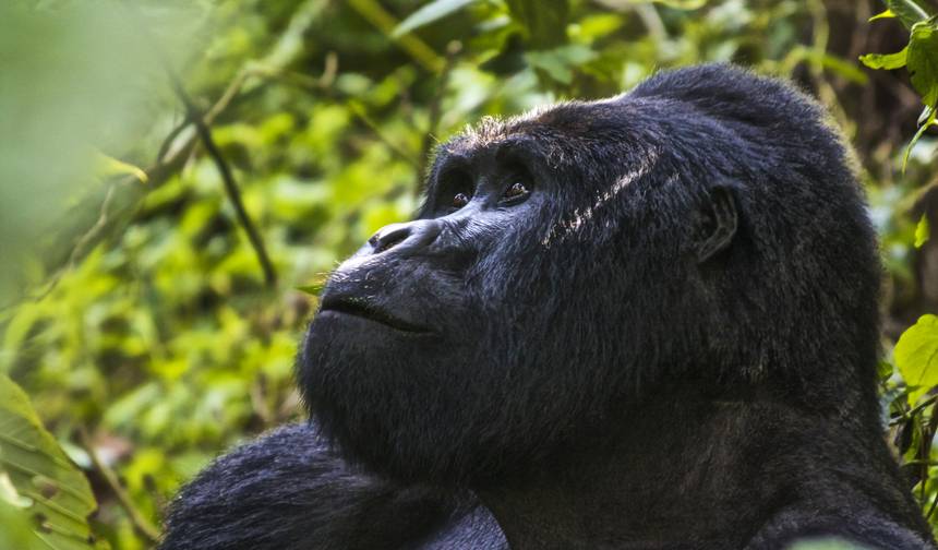 Ruanda e Uganda: Descoberta de Gorilas National Geographic — 1