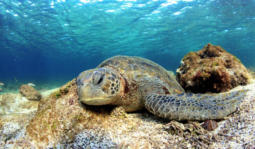Galapagos Multisport — 1