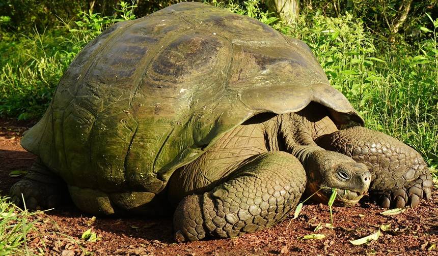 O Melhor de Galápagos — 1