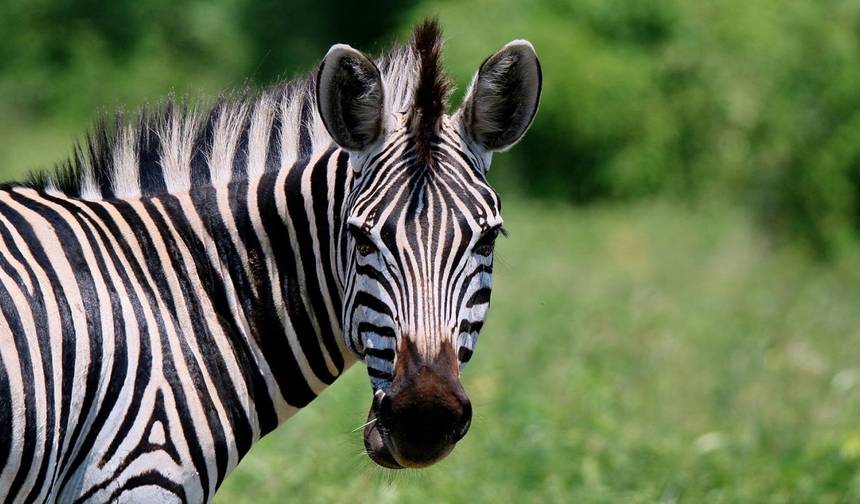 Safari de 4 dias no Kruger (Acampamento) — 1