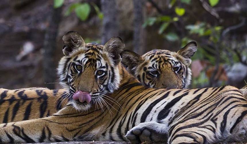 Safári de Tigres na Índia — 1