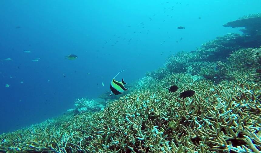 モルディブの海洋生物 — 1
