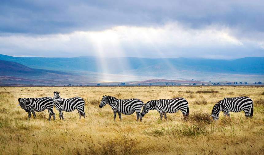 Safari Serengeti e Ngorongoro 4D/3N — 1