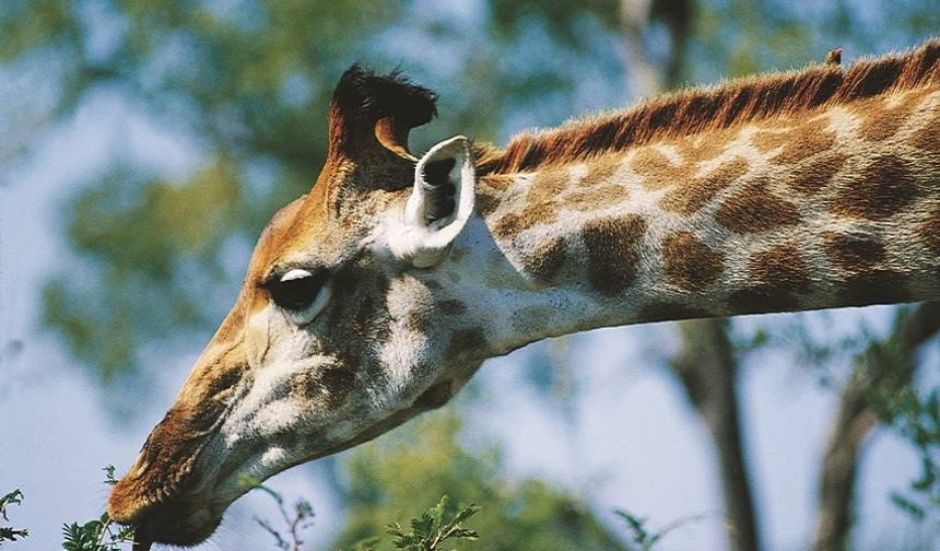 Safári de 4 dias no Kruger (com Alojamento) — 1