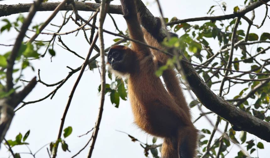 Aventura no Parque Nacional Tortuguero 4D/3N — 1