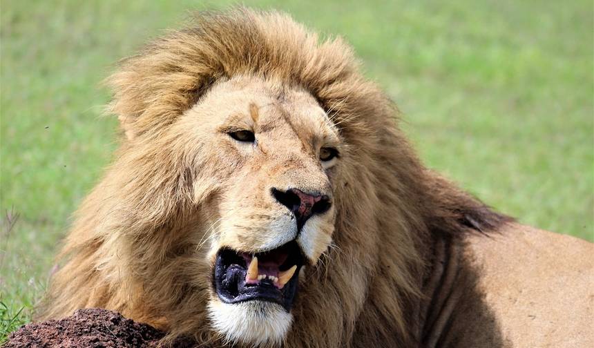 31 dias: Masai Mara às Cataratas Vitória e Kruger (Com Alojamento) — 1