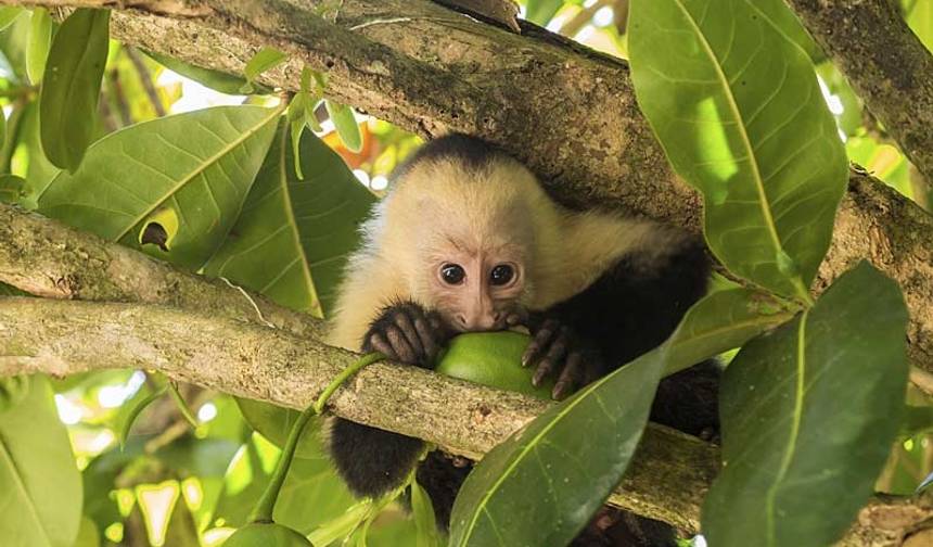 Destaques Naturais da Costa Rica — 1