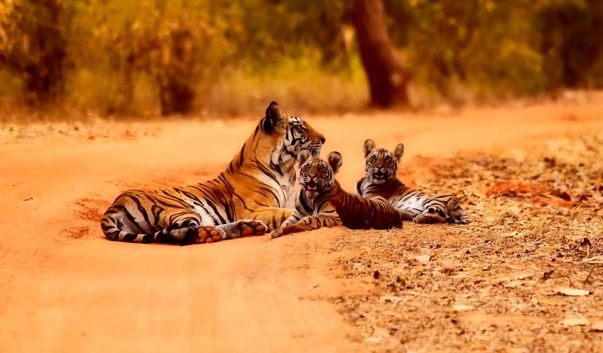 Taj Mahal, Tiger and Pink City — 1