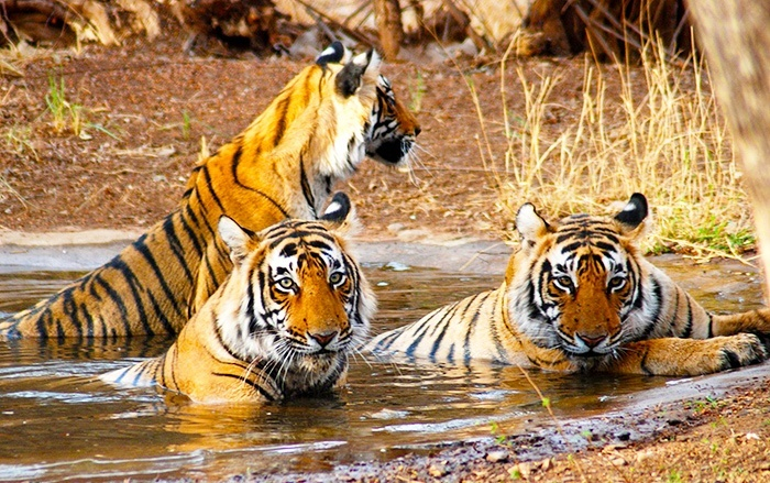 india golden triangle tiger tour