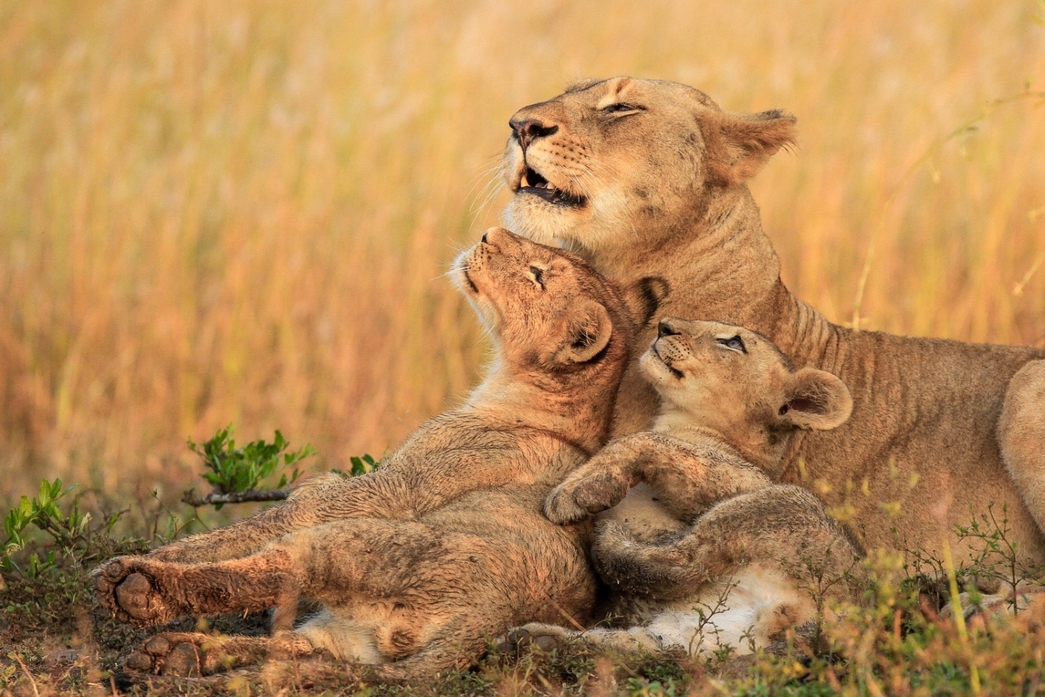 4 Days Northern Tanzania Wildlife Safari by Sed Adventures Tours and ...