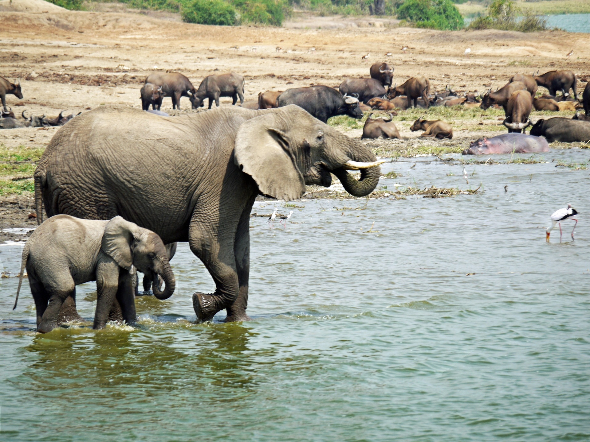 safari animals in uganda