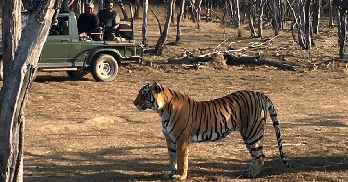 tiger safari jaipur india