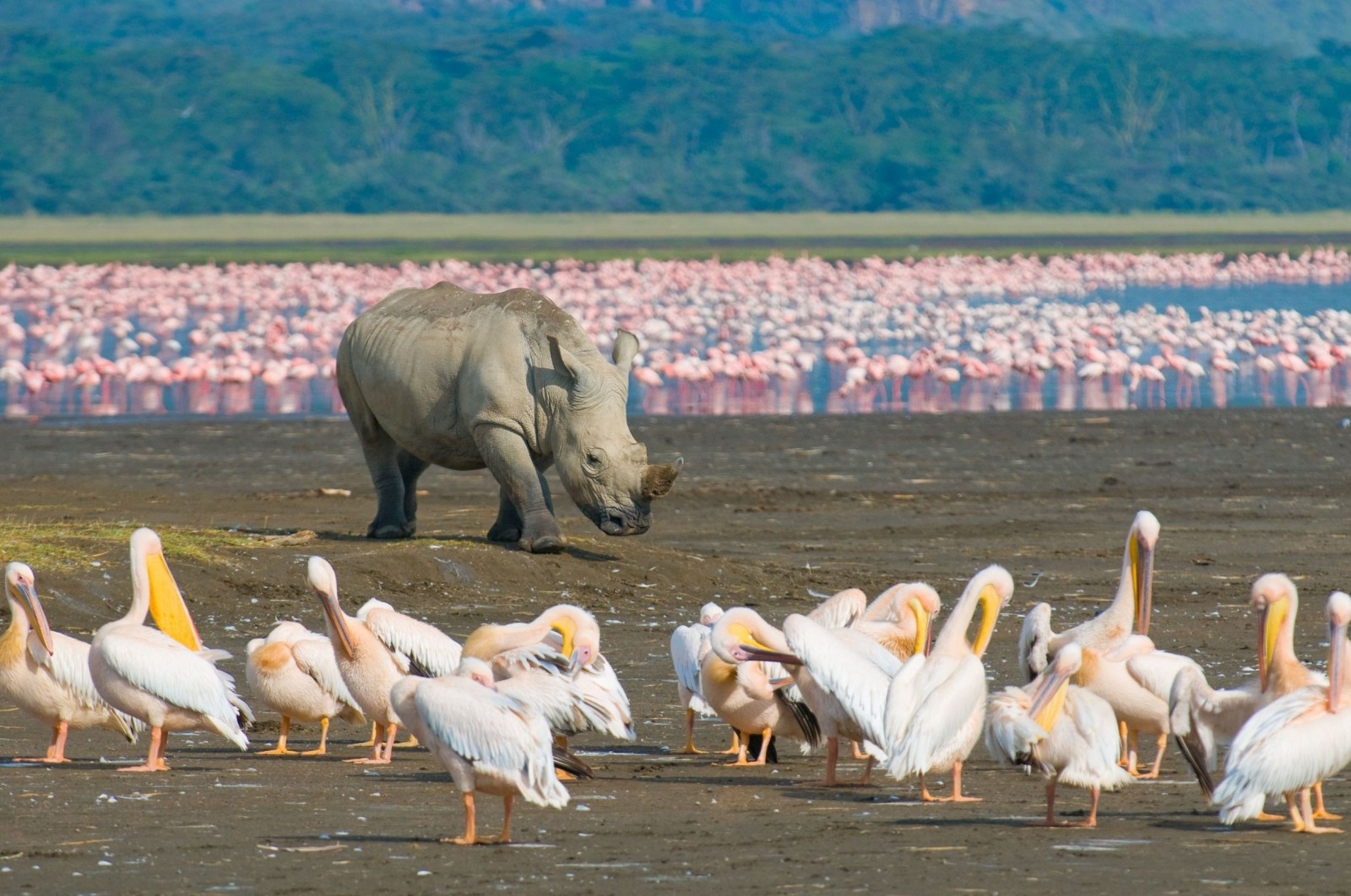 Resultado de imagem para Nakuru fica no Kenia