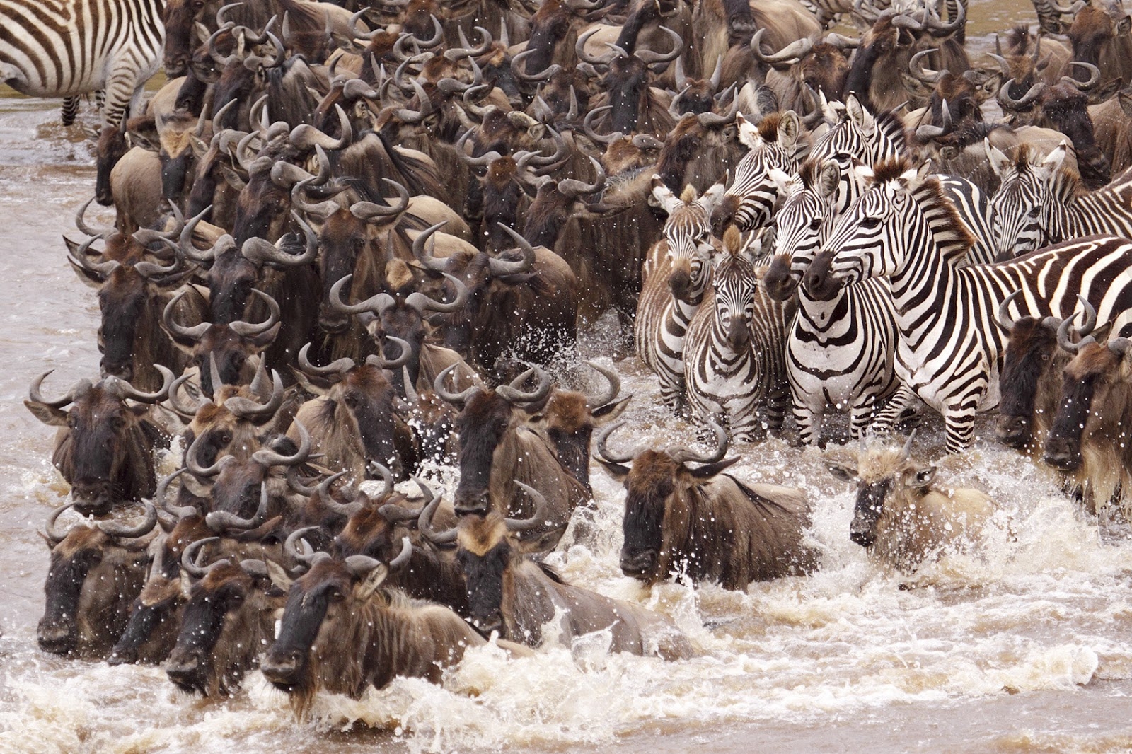 african safari migration