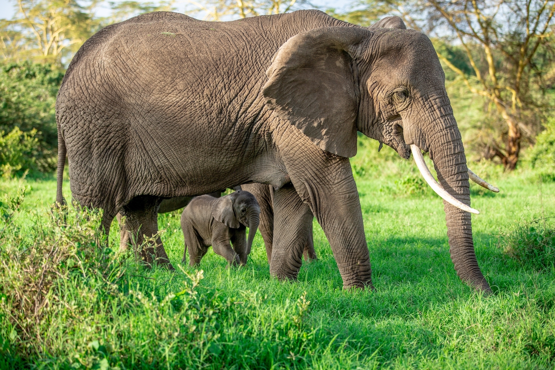 Elephant and calf in Tanzania on a World Adventure Tours safari