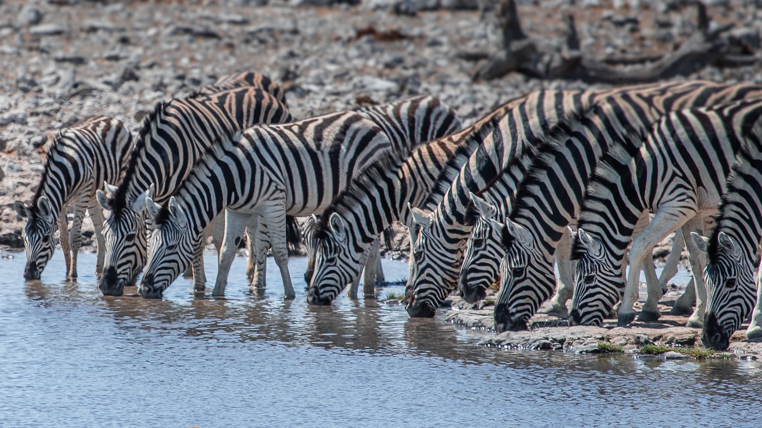 Ultimate African Adventure Accommodated 46 Days - 