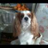 candido