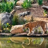 APPLE SAFARIS LTD