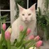 Susanne