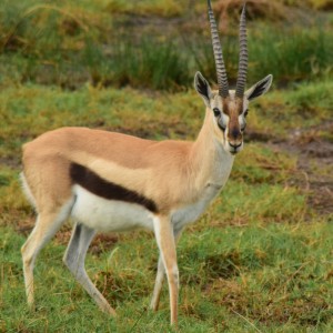 KENYA NATURAL TOURS LTD - Luxury | Budget  &  Private Wildlife Safari Operator