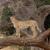 Lo Mejor de 9 Días de Safari por Tanzania y Aventuras de un Día reviewer